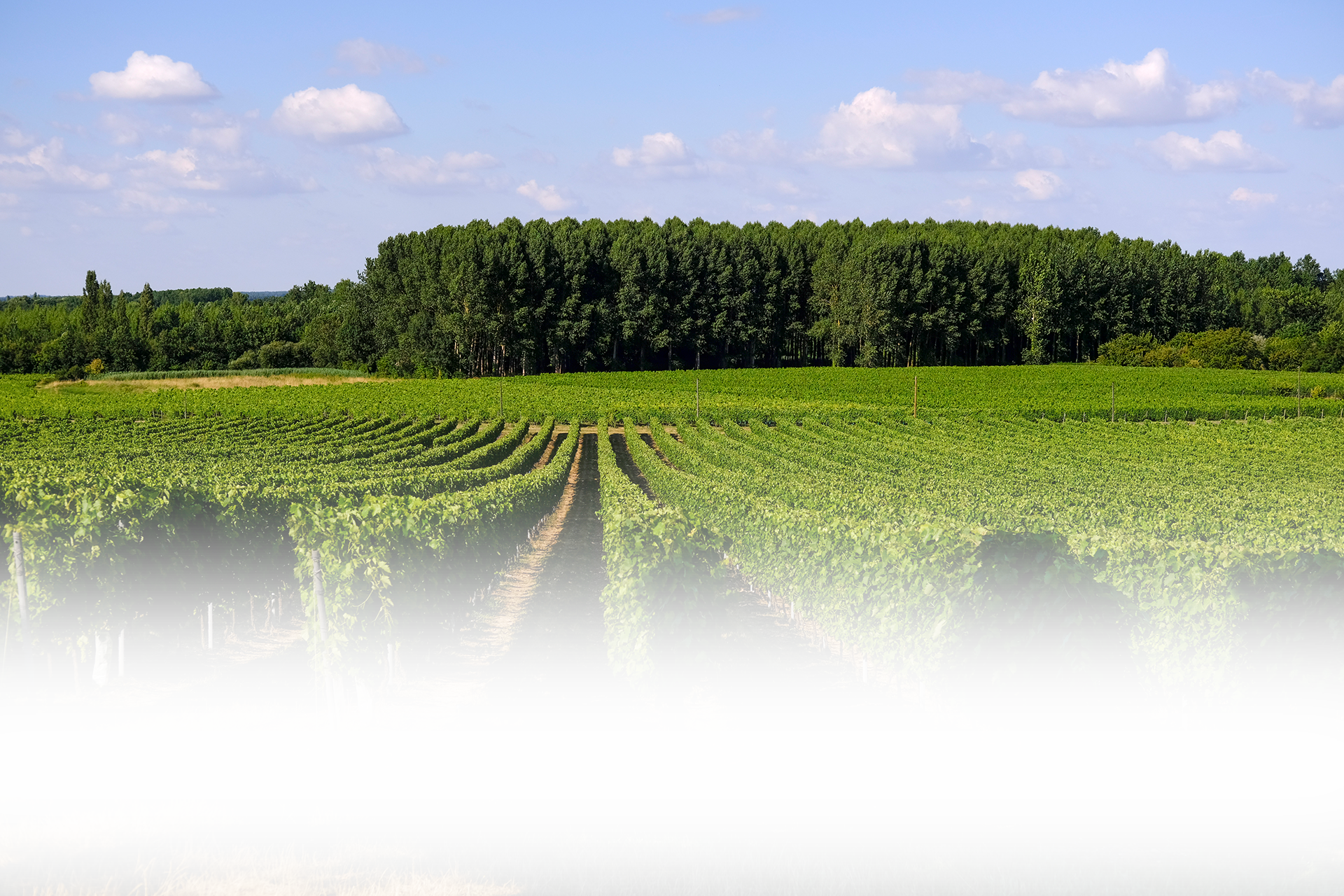 Vignoble des Bergeronnettes — photo 2