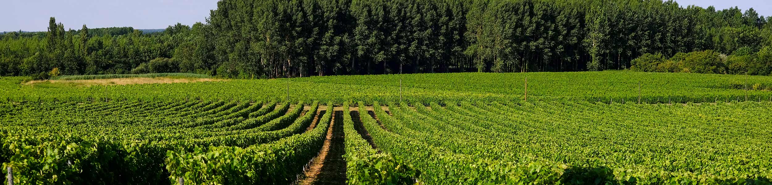 Vignoble des Bergeronnettes — photo 3